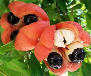 Ackee - National Fruit Of Jamaica