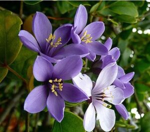 Lignum Vitae - Jamaica National Flower