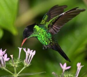 The Doctor Bird - Jamaica National Bird